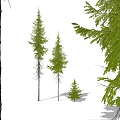 Tall and Small Arbor Trees With Lush Green Foliage Thick Trunks And Human Figure