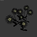 Dandelion Plants With White Fluffy Seed Heads Green Stems And Serrated Leaves