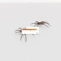 Arthropod spider 3d model