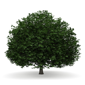 Bodhi Tree Big Tree Outdoor Landscape Tree Plant Trees 3d model