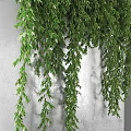 Lush Green Vines Hanging On Indoor White Concrete Wall Decoration
