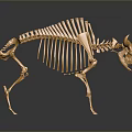 Golden Horned Animal Skeleton With Detailed Bone Structure And Metallic Finish On Gray Background