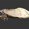 Close up of cicada with brown orange body and transparent veined wings on dark reflective surface
