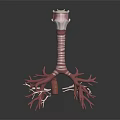 3D Anatomical Human Organ Model Showing Trachea Bronchi And Lung Structure