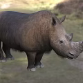 Woolly rhinoceros creature 3d model