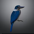 Beautiful Blue and White Bird with Long Beak Standing on Dark Background