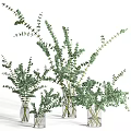 Multiple Glass Vases With Fresh Green Eucalyptus Leaves For Interior Decoration