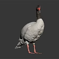 Beautiful White Bird With Black Neck Red Beak Pink Legs Standing On Dark Reflective Background