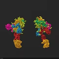 Colorful Biological Organ System 3D Model With Detailed Structural Components