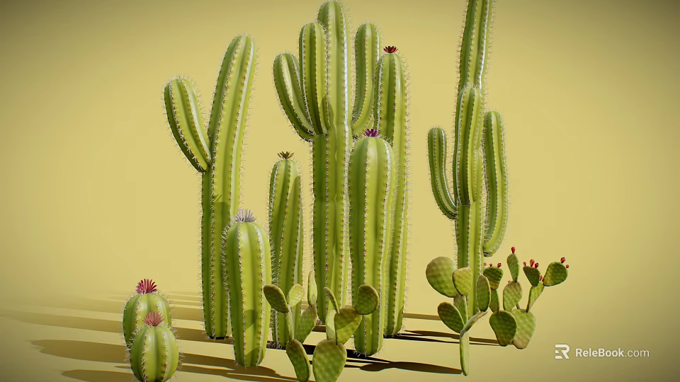 Various Cacti Plants Including Tall Columnar And Small Round Types With Pink Flowers 3d model 