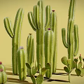 Various Cacti Plants Including Tall Columnar And Small Round Types With Pink Flowers