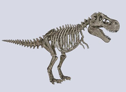 Modern Skeleton Dinosaur Skeleton 3d model