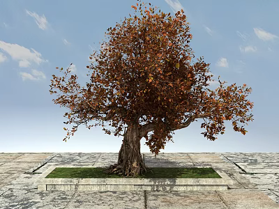 Arbor With Orange Brown Leaves And Thick Trunk On Square Grass Plot Under Blue Sky 3d model