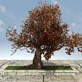 Arbor With Orange Brown Leaves And Thick Trunk On Square Grass Plot Under Blue Sky 3d model
