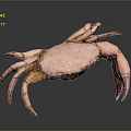 Pink Crab with Extended Legs and Claws on Gray Background 3d model