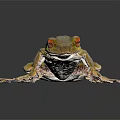 Detailed Close Up View Of Vibrant Green Frog With Striking Red Eyes On Dark Background