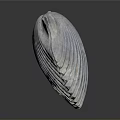Scallop Shell With Detailed Radial Ridges Isolated On Dark Background With Reflection 3d model