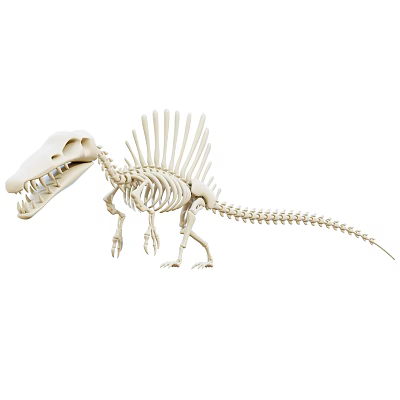 Unique Decorative Ornament Set With Realistic Dinosaur Skeleton Model For Home 3d model