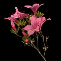 Pink Azaleas With Blooming Flowers Buds And Green Leaves On Black Background