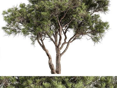 Tall Arbor With Lush Green Foliage And Thick Trunk For Garden Landscape 3d model