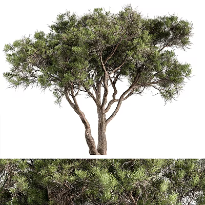 Tall Arbor With Lush Green Foliage And Thick Trunk For Garden Landscape 3d model