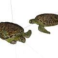 Two Sea Turtles Reptiles With Colorful Detailed Shell Patterns On White 3d model