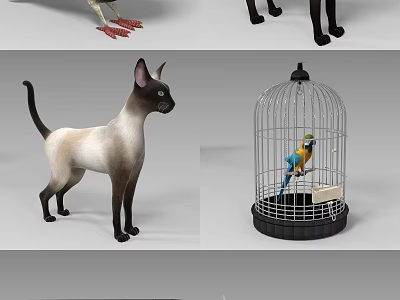 Colorful Reptile Lizard Basking In Sunlight On Rocky Desert Terrain 3d model