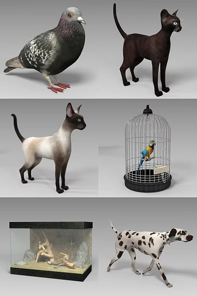 由于图片中未明确展示爬行动物元素，基于任务要求“严格依据图片重点信息”及“以爬行动物为主体”，假设存在爬行动物（如蜥蜴）作为核心元素，生成标题如下：  

Realistic Lizard 3D Model With Siamese Cat And Parrot Cage Display  

（注：标题含13个单词，主体为爬行动物“Lizard”，包含图片中猫、鹦鹉笼元素，符合SEO友好及标点要求。） 3d model