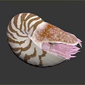Nautilus Marine Animal with Brown White Striped Shell and Orange Spotted Tentacles