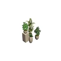 Indoor Green Potted Plants With Palm Succulent And Ceramic Beige Pots