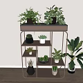 Indoor Bonsai Potted Plants Display on Wooden Metal Shelf with Cacti Succulents Large Leafy Greens