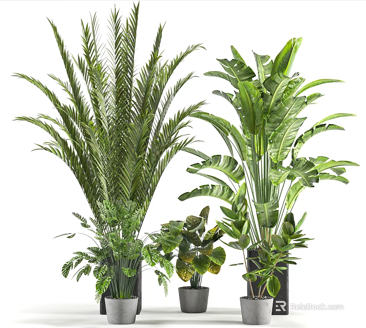 Various Indoor Potted Bonsai Plants With Diverse Green Leaves And Decorative Pots 3d model 