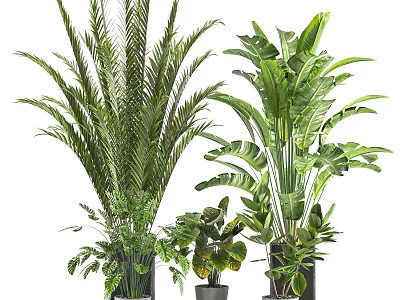 Various Indoor Potted Bonsai Plants With Diverse Green Leaves And Decorative Pots 3d model