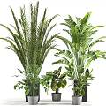 Various Indoor Potted Bonsai Plants With Diverse Green Leaves And Decorative Pots