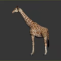 Giraffe With Long Neck And Brown White Spots Standing On Reflective Surface Gray Background 3d model