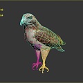 Eagle Large Eagle Owl Raptor Falcon Bird Bird Bird Animal Game Animal 3d model