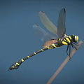 Detailed Yellow And Black Striped Dragonfly Perched On Thin Branch With Blue Background