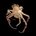 Unique Brown Crab With Spiky Shell And Long Legs On Black Background 3d model