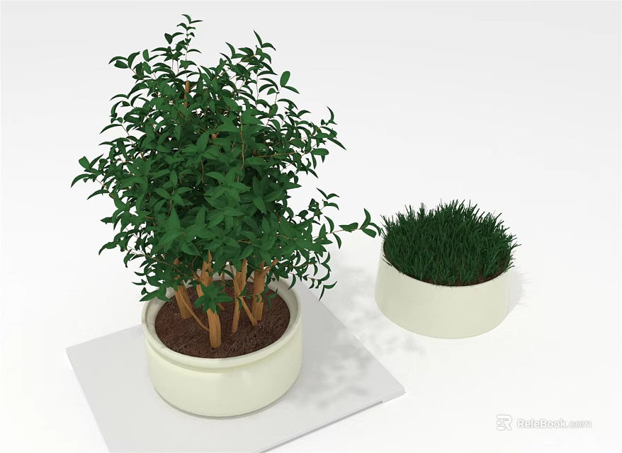 Green Potted Plants Featuring Large Foliage Woody Stems And Small Grass Like In White Planters 3d model 