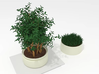 Green Potted Plants Featuring Large Foliage Woody Stems And Small Grass Like In White Planters 3d model