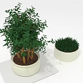 Green Potted Plants Featuring Large Foliage Woody Stems And Small Grass Like In White Planters
