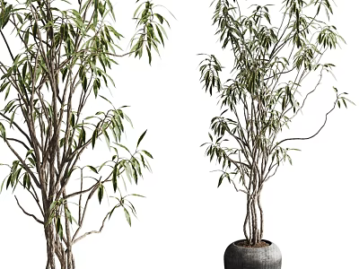 Bonsai Potted Plant With Green Leaves And Slender Branches In Gray Pot 3d model