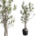 Bonsai Potted Plant With Green Leaves And Slender Branches In Gray Pot