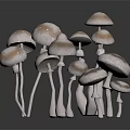 Fresh White And Brown Spotted Mushrooms In Cluster On Black Reflective Surface