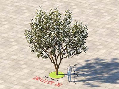 Michelia maudiae Tree with White Flowers Standing on Paved Ground Near Person and Shadow 3d model