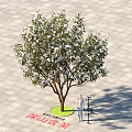 Michelia maudiae Tree with White Flowers Standing on Paved Ground Near Person and Shadow