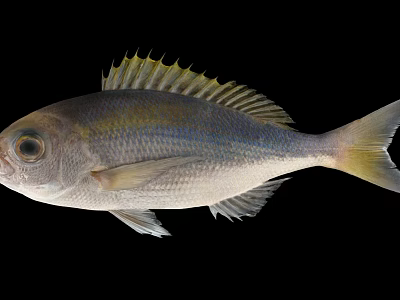 Silver Marine Fish With Yellow Tail And Spiny Dorsal Fin On Black Background 3d model