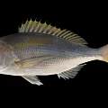 Silver Marine Fish With Yellow Tail And Spiny Dorsal Fin On Black Background
