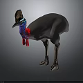 Cassowary With Brown Casque Blue Red Neck Black Body And Long Legs Standing
