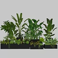 Indoor Potted Plants With Various Green Leafy Species In Grey Rectangular Planters 3d model